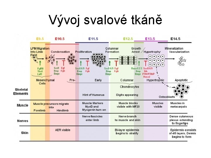 Vývoj svalové tkáně 