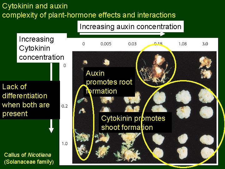 Cytokinin and auxin complexity of plant-hormone effects and interactions Increasing auxin concentration Increasing Cytokinin