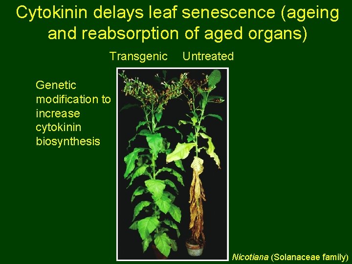 Cytokinin delays leaf senescence (ageing and reabsorption of aged organs) Transgenic Untreated Genetic modification