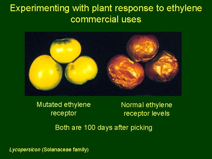 Experimenting with plant response to ethylene commercial uses Mutated ethylene receptor Normal ethylene receptor