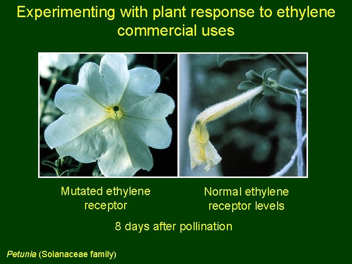 Experimenting with plant response to ethylene commercial uses Mutated ethylene receptor Normal ethylene receptor