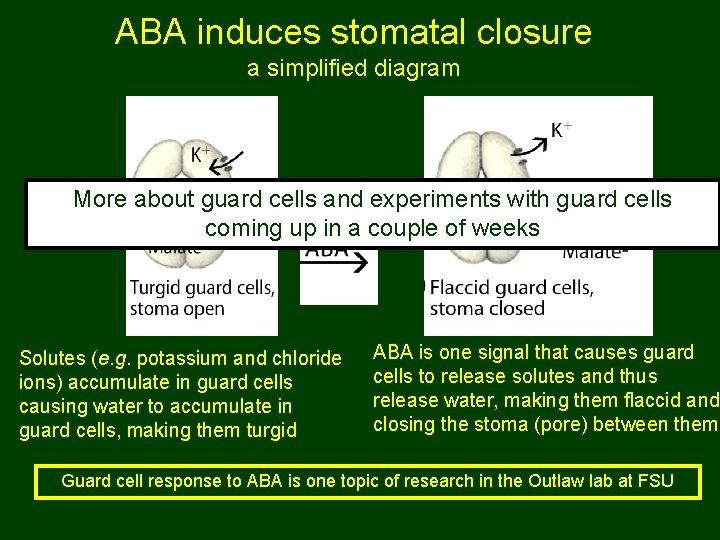 ABA induces stomatal closure a simplified diagram More about guard cells and experiments with