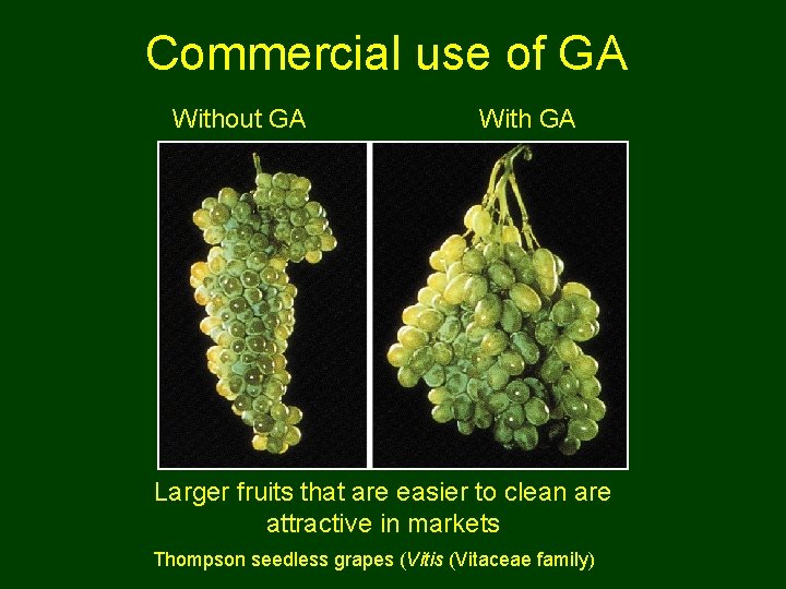 Commercial use of GA Without GA With GA Larger fruits that are easier to