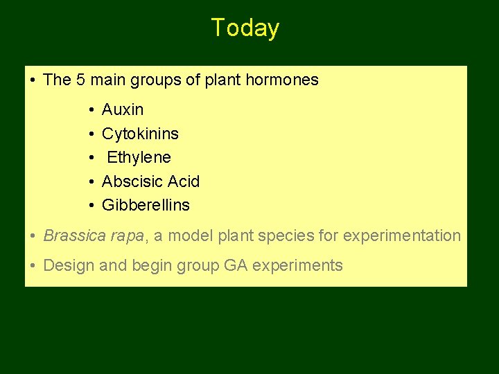 Today • The 5 main groups of plant hormones • • • Auxin Cytokinins