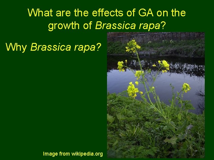 What are the effects of GA on the growth of Brassica rapa? Why Brassica