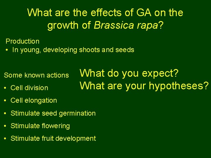 What are the effects of GA on the growth of Brassica rapa? Production •