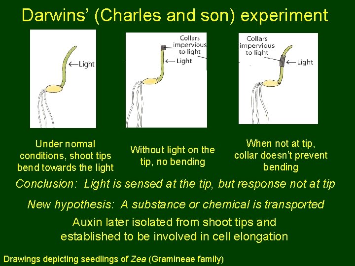 Darwins’ (Charles and son) experiment Under normal conditions, shoot tips bend towards the light