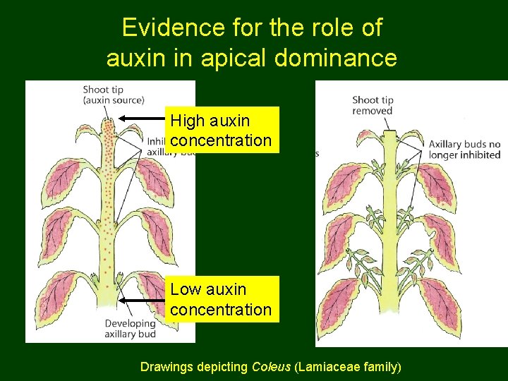 Evidence for the role of auxin in apical dominance High auxin concentration Low auxin