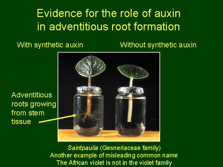 Evidence for the role of auxin in adventitious root formation With synthetic auxin Without