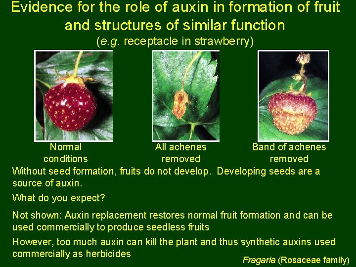 Evidence for the role of auxin in formation of fruit and structures of similar