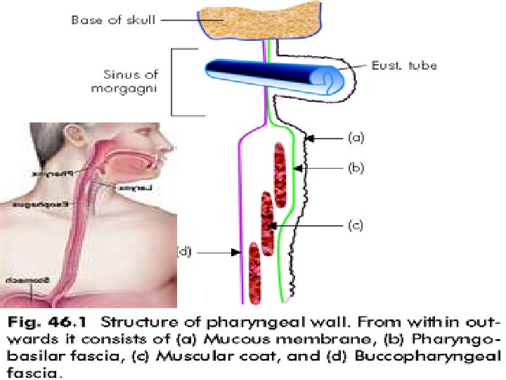 ANATOMY OF PHARYNX ByDr Kcsudeep PHARYNX IN GENERAL