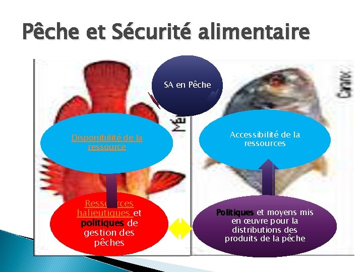 Pêche et Sécurité alimentaire SA en Pêche Disponibilité de la ressource Ressources halieutiques et
