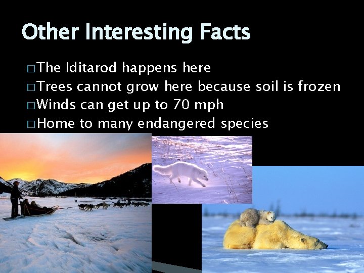 Other Interesting Facts � The Iditarod happens here � Trees cannot grow here because