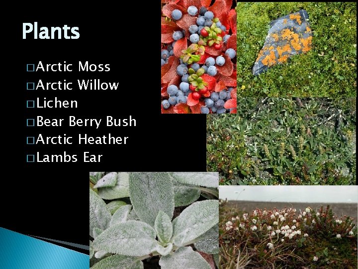 Plants � Arctic Moss � Arctic Willow � Lichen � Bear Berry Bush �