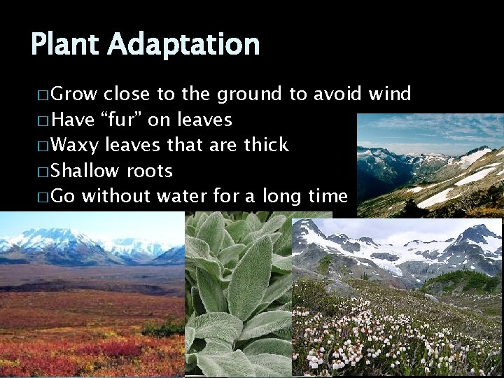 Plant Adaptation � Grow close to the ground to avoid wind � Have “fur”