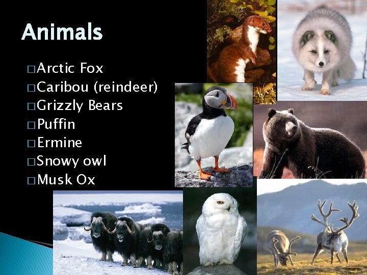 Animals � Arctic Fox � Caribou (reindeer) � Grizzly Bears � Puffin � Ermine