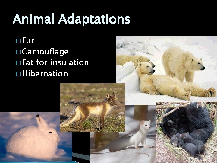 Animal Adaptations � Fur � Camouflage � Fat for insulation � Hibernation 