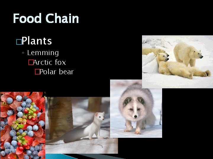Food Chain �Plants ◦ Lemming �Arctic fox �Polar bear 