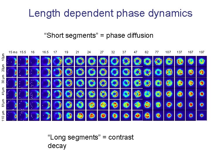 Length dependent phase dynamics 15 ms 15. 5 16 16. 5 17 19 21