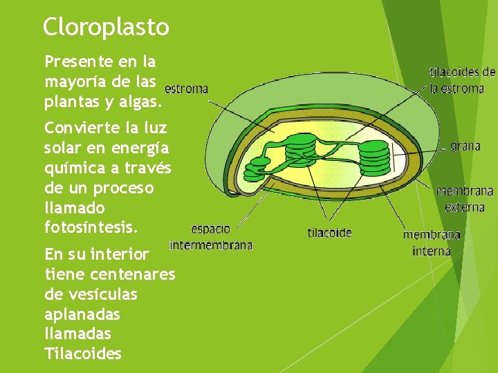 Cloroplasto Presente en la mayoría de las plantas y algas. Convierte la luz solar