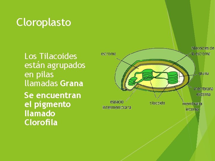 Cloroplasto Los Tilacoides están agrupados en pilas llamadas Grana Se encuentran el pigmento llamado