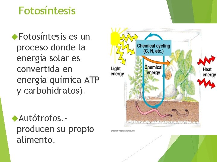Fotosíntesis es un proceso donde la energía solar es convertida en energía química ATP