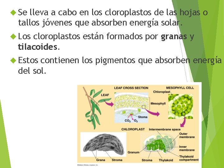  Se lleva a cabo en los cloroplastos de las hojas o tallos jóvenes