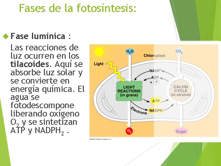 Fases de la fotosíntesis: Fase lumínica : Las reacciones de luz ocurren en los