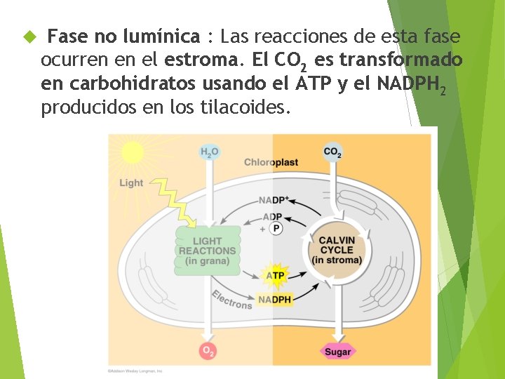  Fase no lumínica : Las reacciones de esta fase ocurren en el estroma.