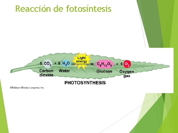 Reacción de fotosíntesis 