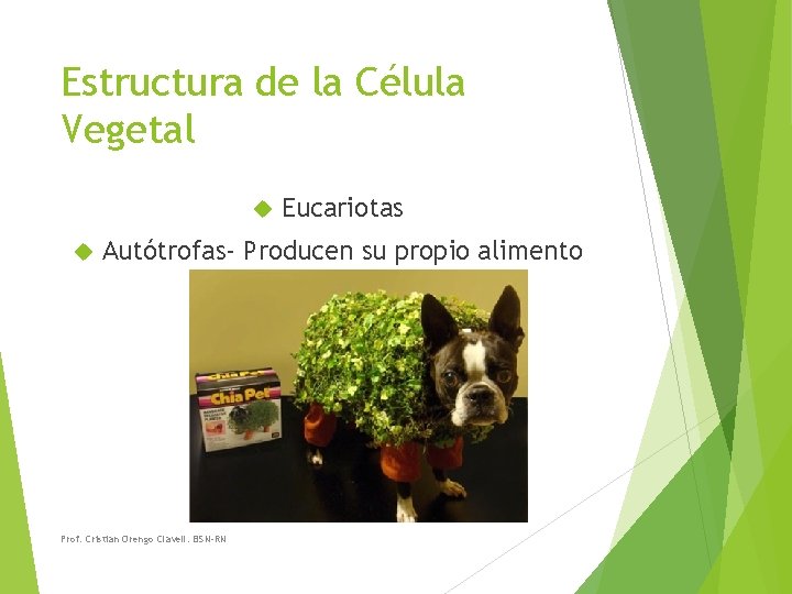 Estructura de la Célula Vegetal Eucariotas Autótrofas- Producen su propio alimento Prof. Cristian Orengo