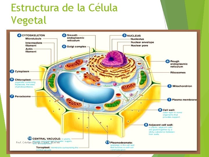 Estructura de la Célula Vegetal Prof. Cristian Orengo Clavell. BSN-RN 