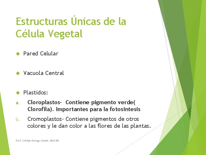 Estructuras Únicas de la Célula Vegetal Pared Celular Vacuola Central Plastidos: a. Cloroplastos- Contiene