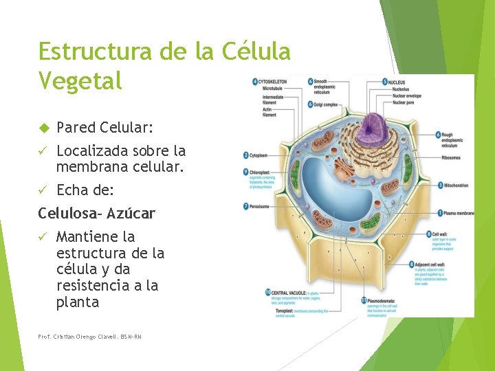 Estructura de la Célula Vegetal Pared Celular: ü Localizada sobre la membrana celular. ü