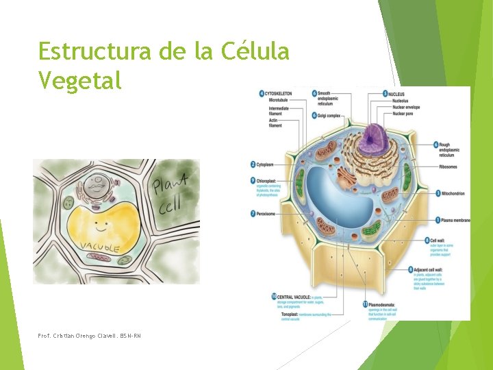 Estructura de la Célula Vegetal Prof. Cristian Orengo Clavell. BSN-RN 