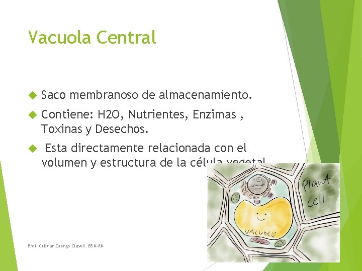 Vacuola Central Saco membranoso de almacenamiento. Contiene: H 2 O, Nutrientes, Enzimas , Toxinas