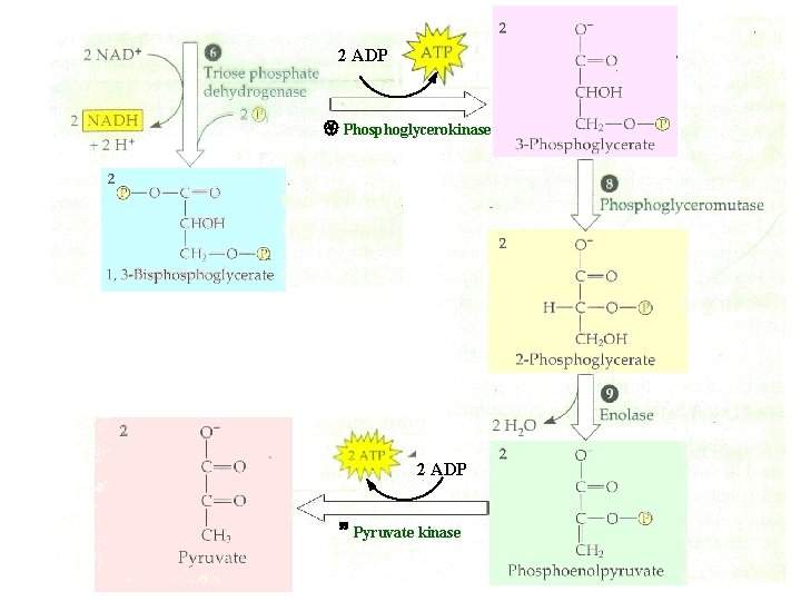 2 ADP Phosphoglycerokinase 2 ADP Pyruvate kinase 