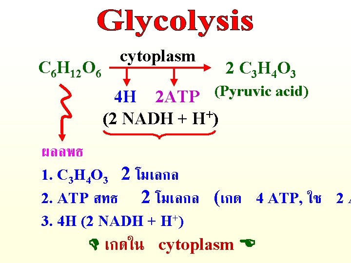 cytoplasm C 6 H 12 O 6 2 C 3 H 4 O 3