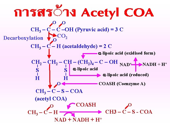 O O CH 3 – C –OH (Pyruvic acid) = 3 C CO 2