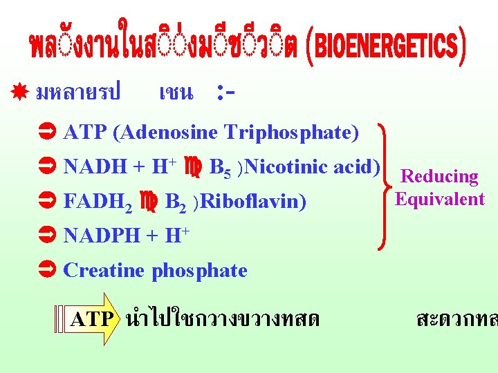  มหลายรป เชน : - ATP (Adenosine Triphosphate) NADH + H+ B 5 )Nicotinic