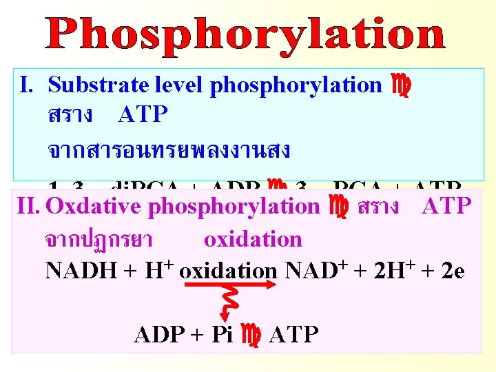 I. Substrate level phosphorylation สราง ATP จากสารอนทรยพลงงานสง 1, 3 – di. PGA + ADP