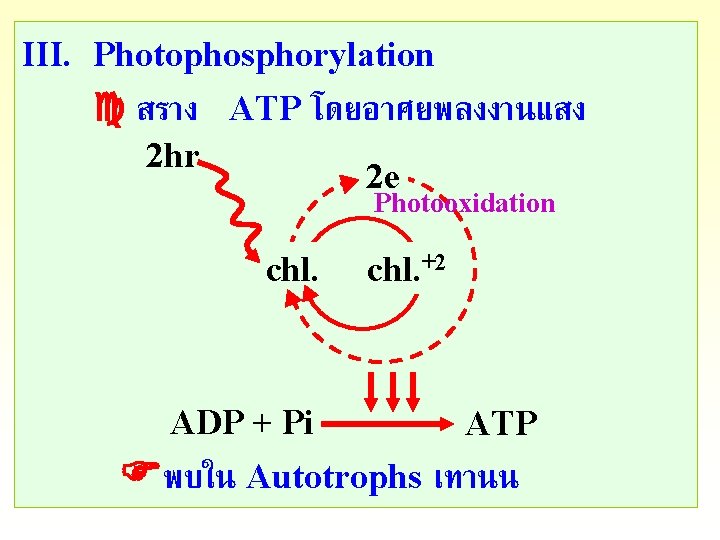 III. Photophosphorylation สราง ATP โดยอาศยพลงงานแสง 2 hr 2 e Photooxidation chl. ADP + Pi