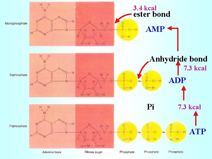 3. 4 kcal ester bond AMP Anhydride bond 7. 3 kcal ADP Pi 7.