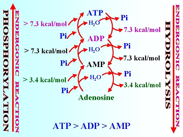 ATP > 7. 3 kcal/mol Pi > 3. 4 kcal/mol Pi H 2 O