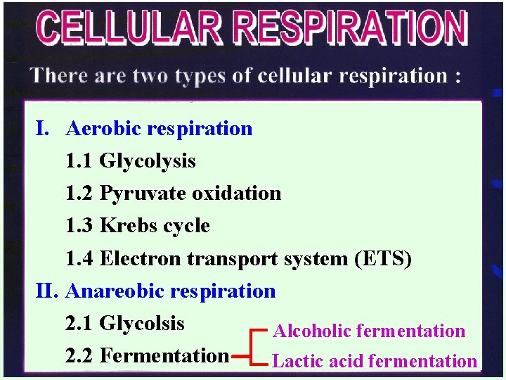 I. Aerobic respiration 1. 1 Glycolysis 1. 2 Pyruvate oxidation 1. 3 Krebs cycle