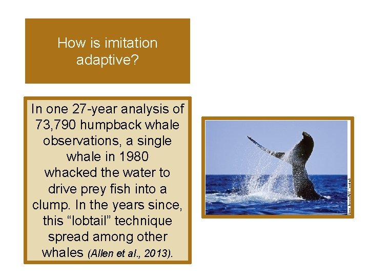 How is imitation adaptive? In one 27 -year analysis of 73, 790 humpback whale