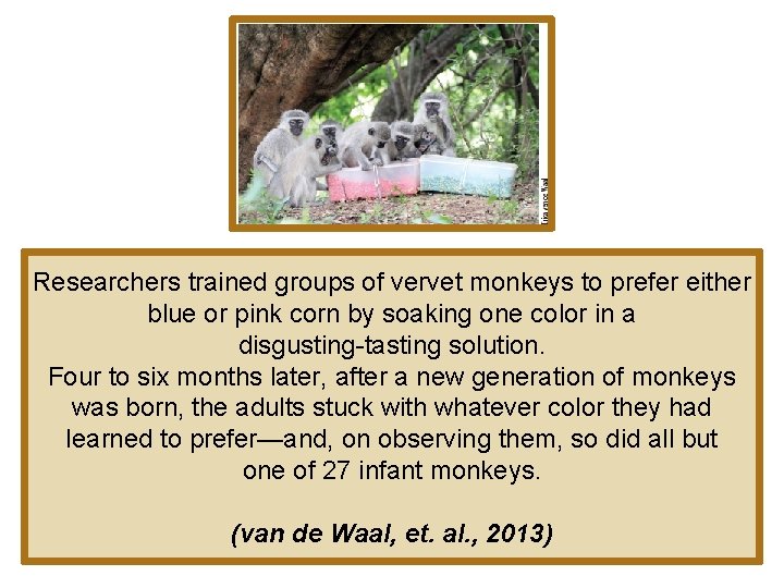 Researchers trained groups of vervet monkeys to prefer either blue or pink corn by