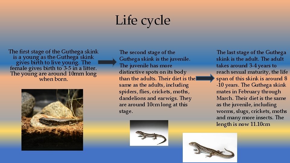 Life cycle The first stage of the Guthega skink is a young as the