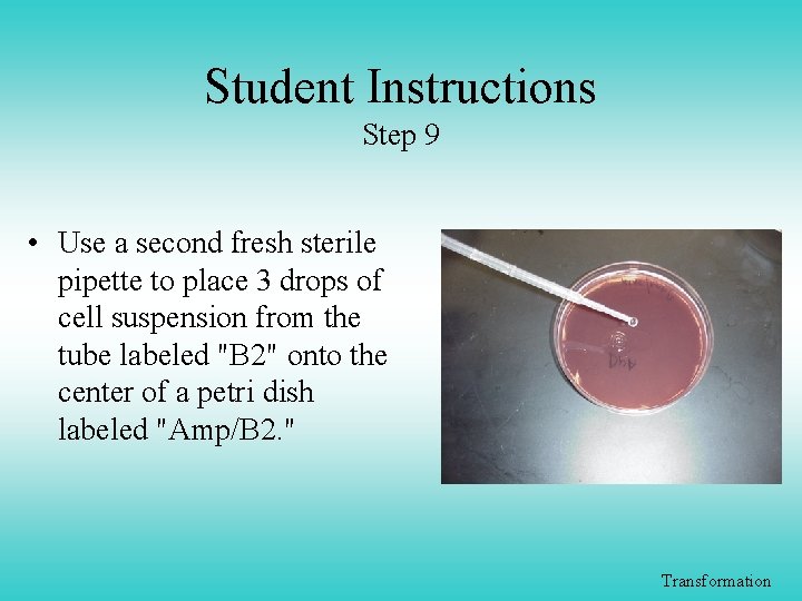 Student Instructions Step 9 • Use a second fresh sterile pipette to place 3
