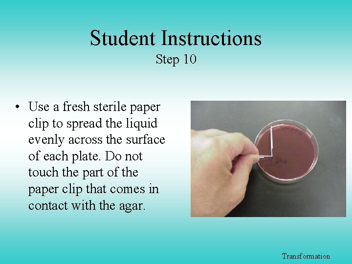 Student Instructions Step 10 • Use a fresh sterile paper clip to spread the